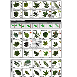 Key to Identifying Trees and Shrubs